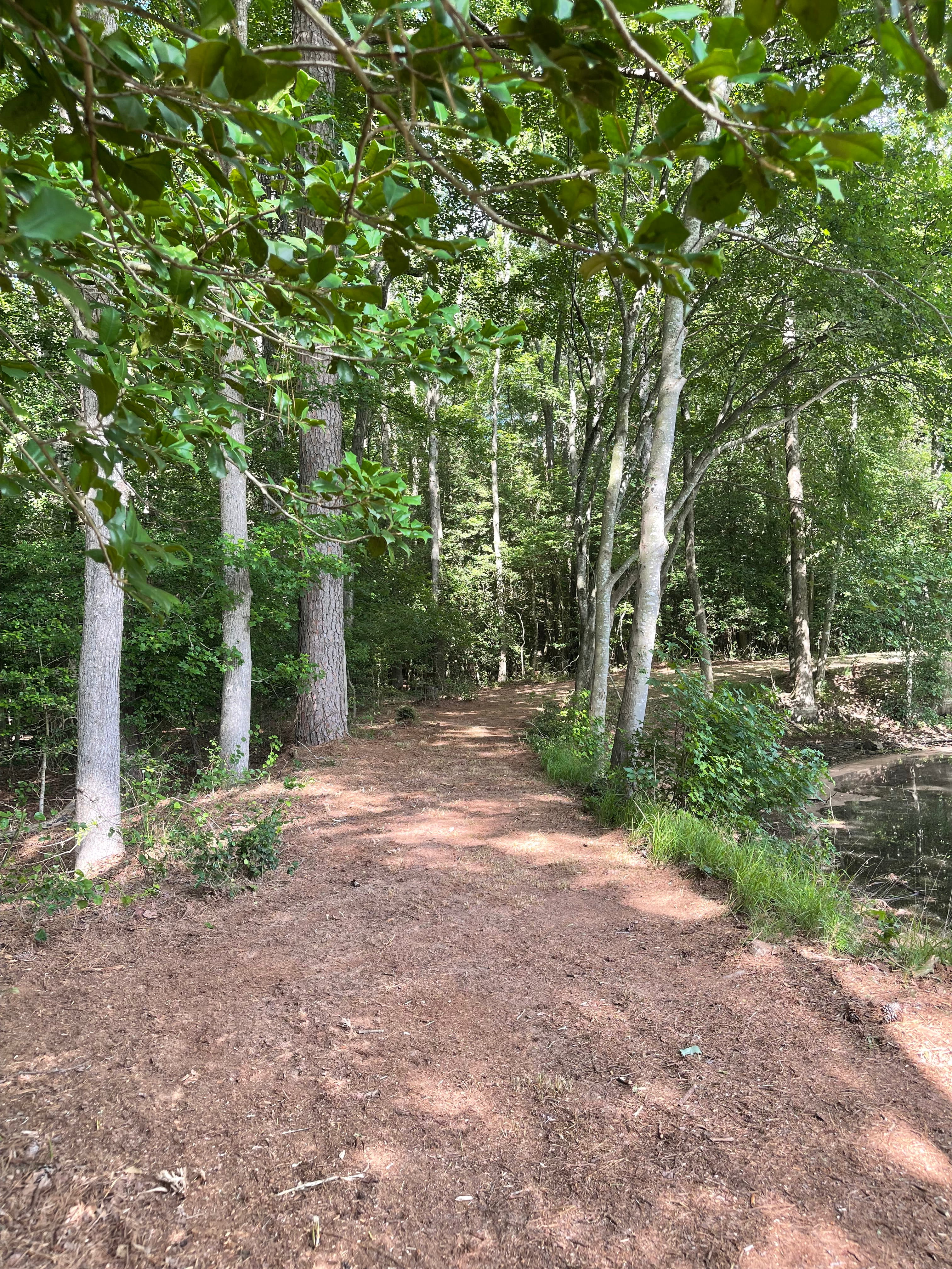 Forest path alongside the pond