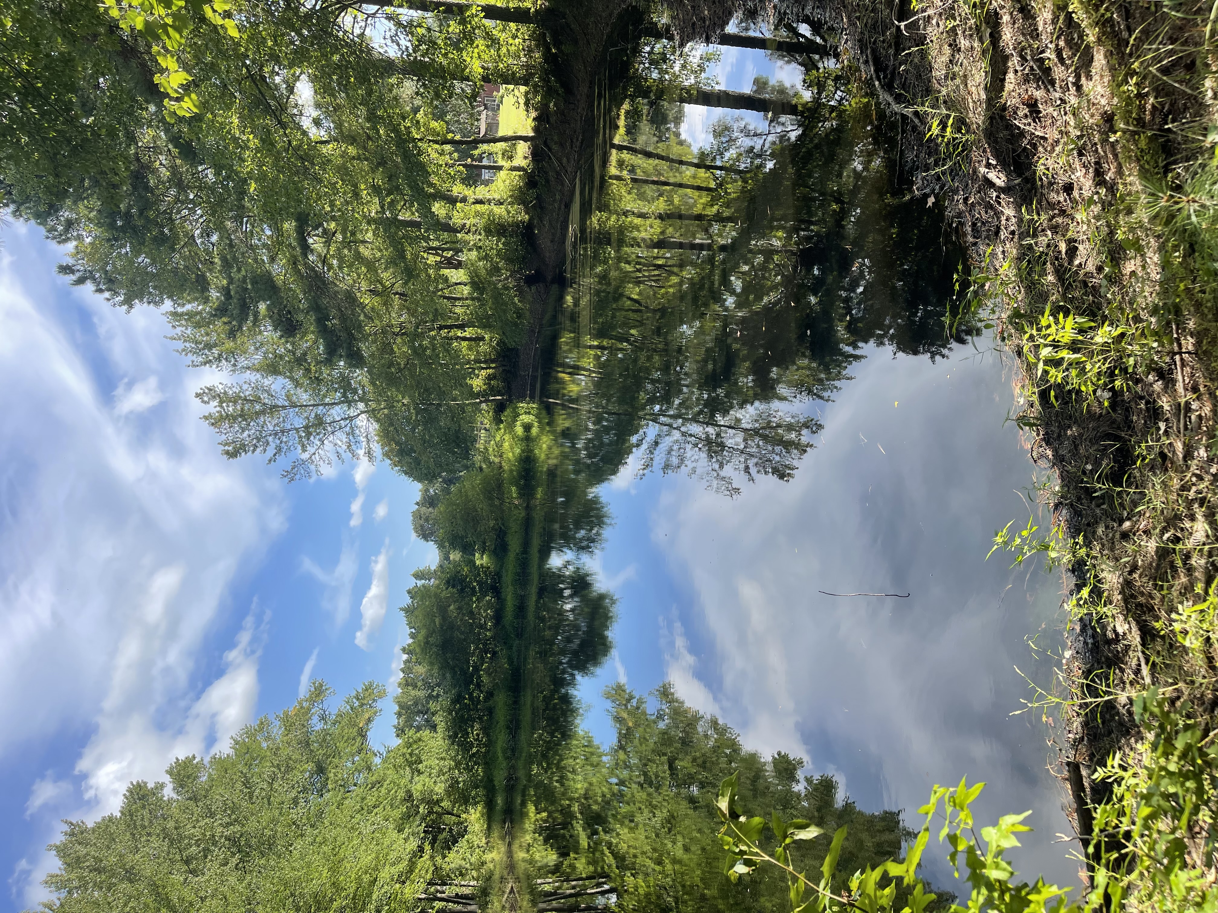 The pond in summer
