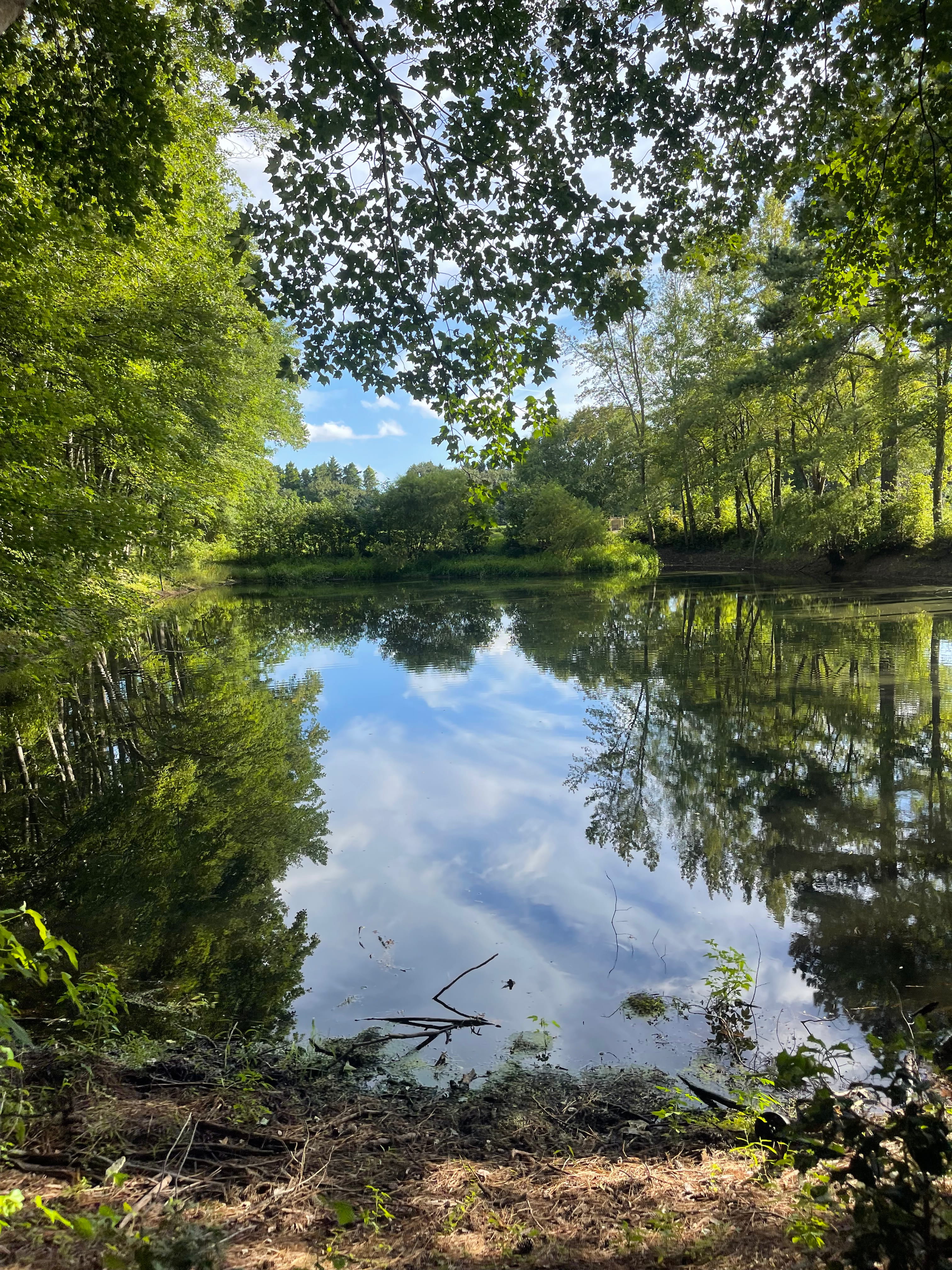 Pond from the tree line